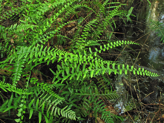 Asplenium erosum (Eared spleenwort) #58305