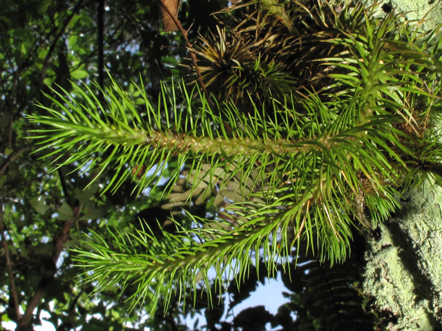 Huperzia dichotoma (Hanging clubmoss) #58306