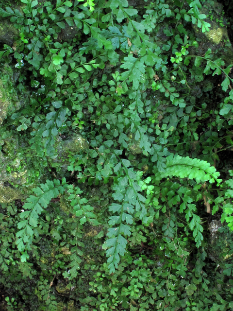 Asplenium trichomanes-dentatum (Toothed spleenwort) #58309