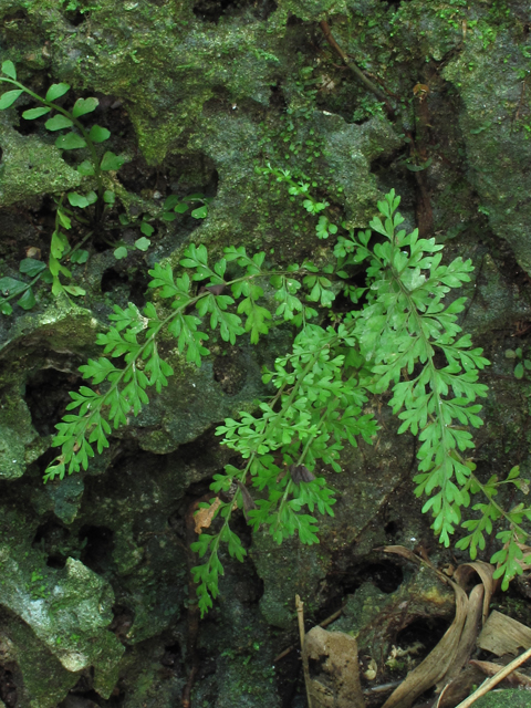 Asplenium verecundum (Limestone spleenwort) #59862