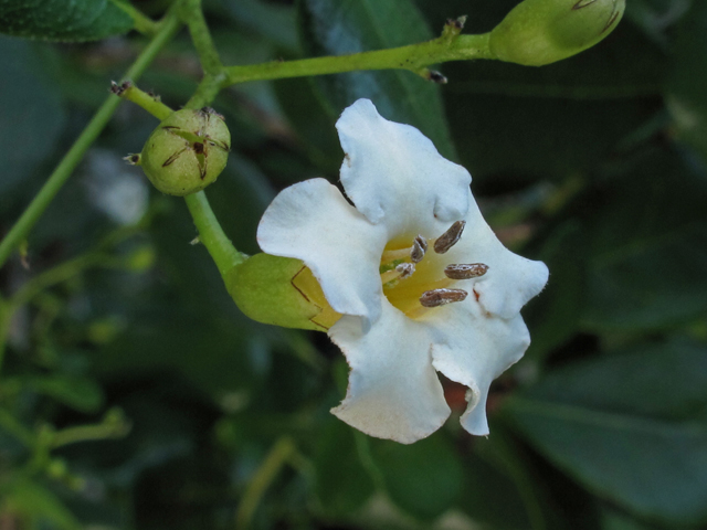 Bourreria radula (Rough strongbark) #59864