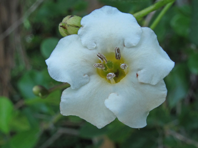 Bourreria radula (Rough strongbark) #59865