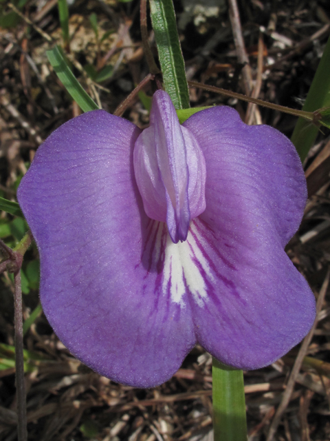 Centrosema virginianum (Spurred butterfly pea) #59870