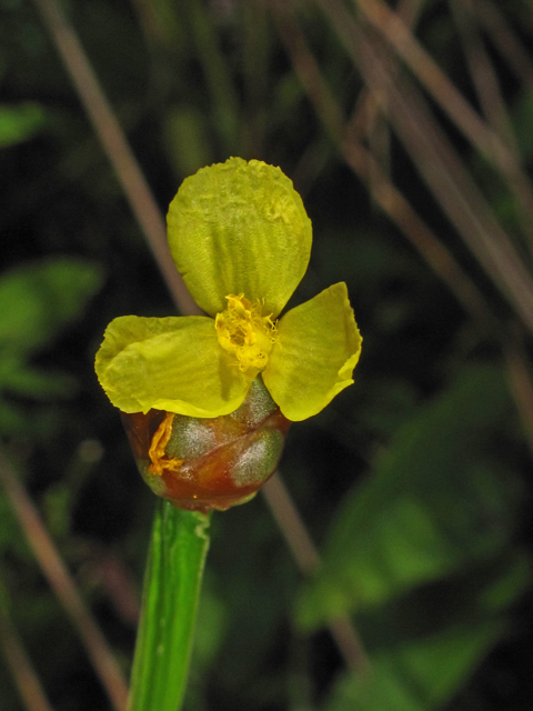 Xyris tennesseensis (Tennessee yellow-eyed-grass) #59883