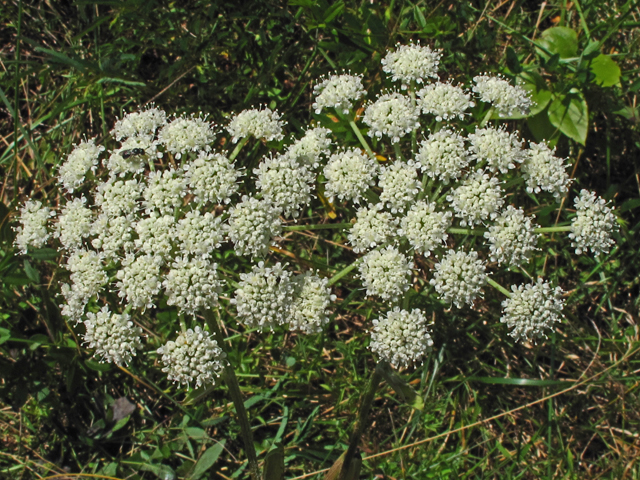 Angelica venenosa (Hairy angelica) #59886