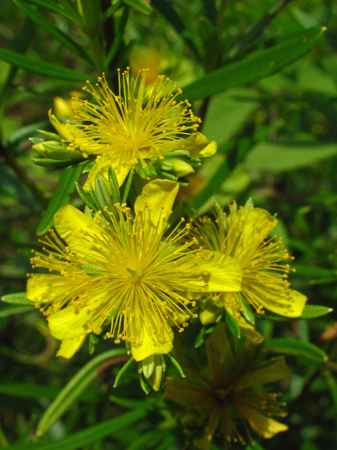 Hypericum densiflorum (Bushy st. john's-wort) #59896