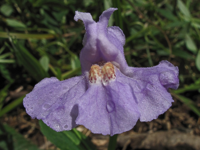 Mimulus ringens (Allegheny monkeyflower) #59912