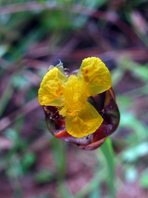 Xyris torta (Twisted yellow-eyed grass) #59914