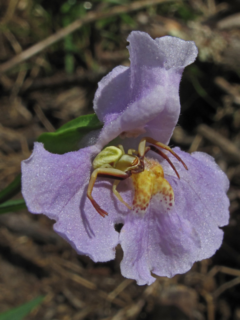 Mimulus ringens (Allegheny monkeyflower) #59920