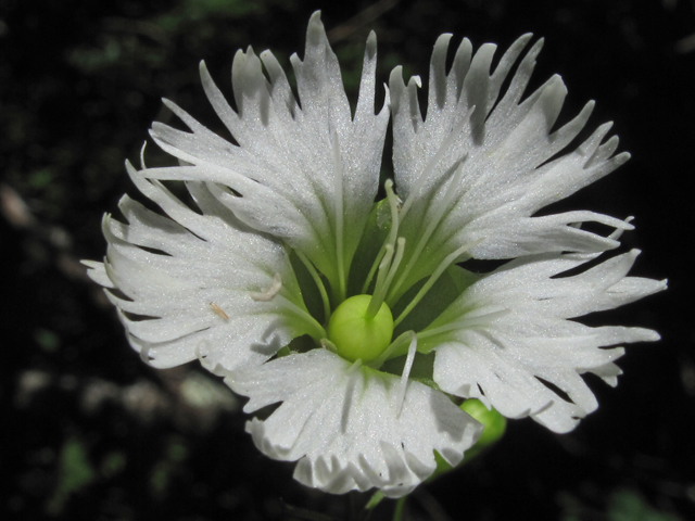 Silene stellata (Widow's frill) #59930