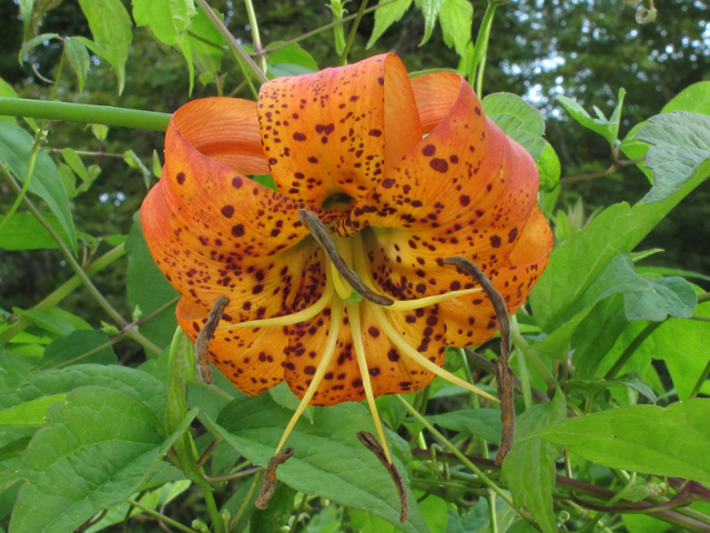 Lilium superbum (Turk's-cap lily) #59935