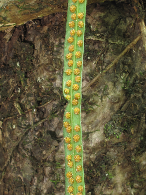 Campyloneurum angustifolium (Narrow strapfern) #59953