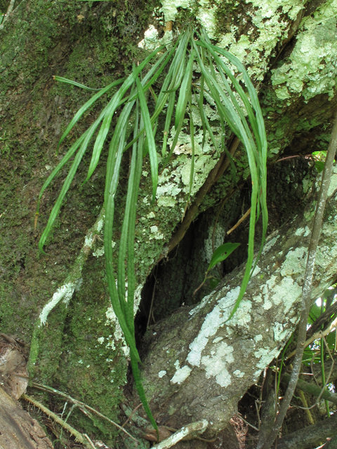 Campyloneurum angustifolium (Narrow strapfern) #59954