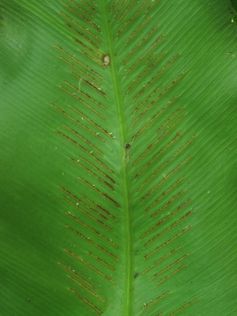 Asplenium serratum (Wild birdnest fern) #59956