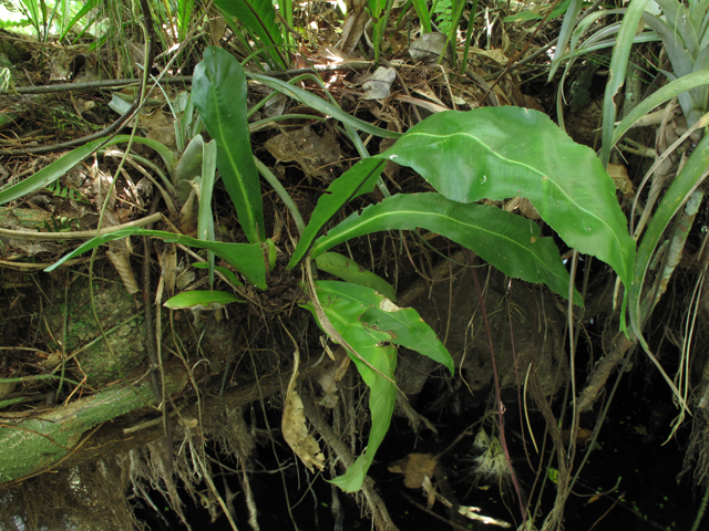 Asplenium serratum (Wild birdnest fern) #59957