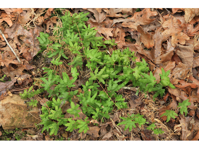 Lygodium palmatum (American climbing fern) #59962