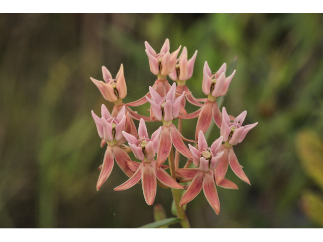 Asclepias rubra (Red milkweed) #59986