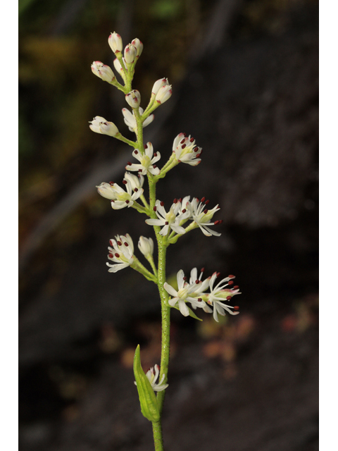 Triantha glutinosa (Sticky tofieldia) #59988