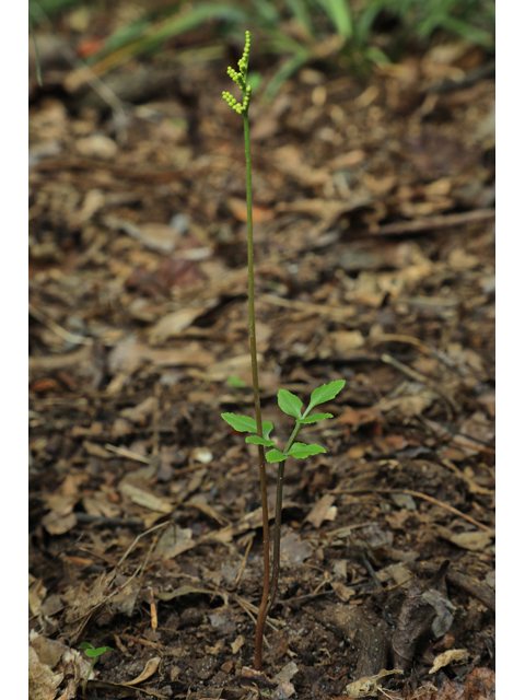 Botrychium biternatum (Sparselobe grapefern) #59994