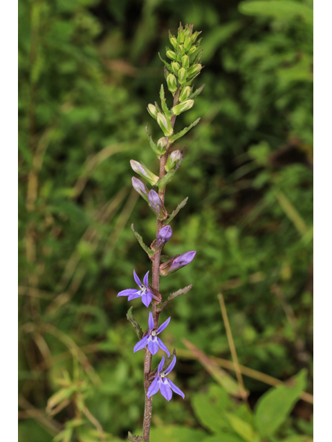 Lobelia puberula (Downy lobelia) #59995