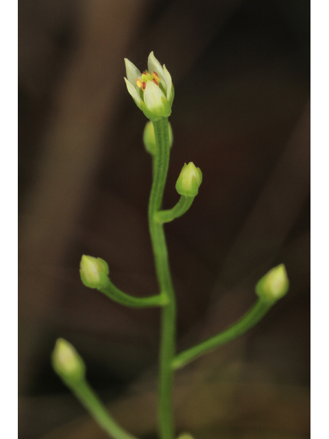 Bartonia paniculata (Twining screwstem) #60005