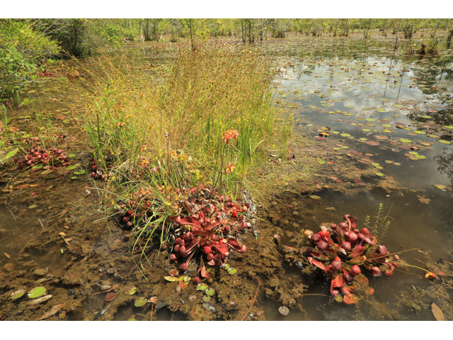 Sarracenia psittacina (Parrot pitcherplant) #60011