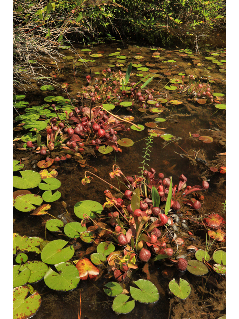 Sarracenia psittacina (Parrot pitcherplant) #60012