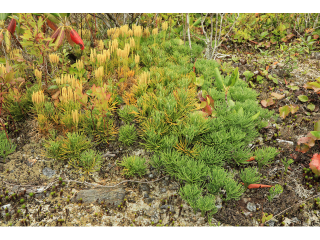 Lycopodium tristachyum (Deeproot club-moss) #60021