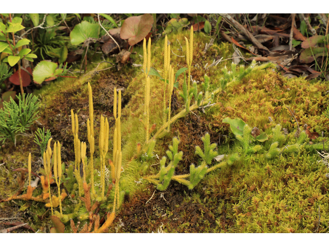 Lycopodium clavatum (Running clubmoss) #60030