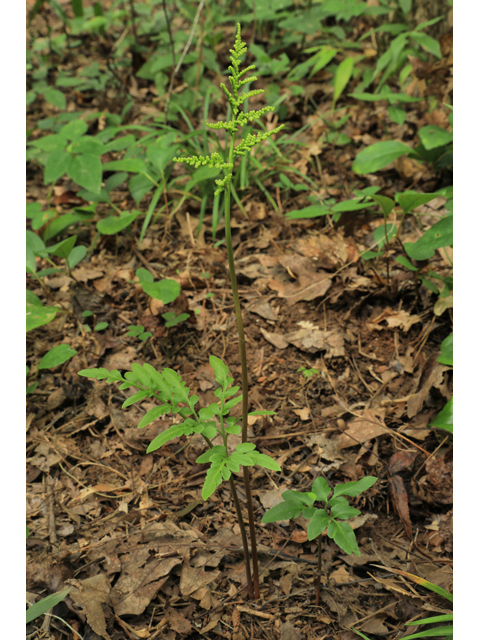 Botrychium dissectum (Cutleaf grapefern) #60033