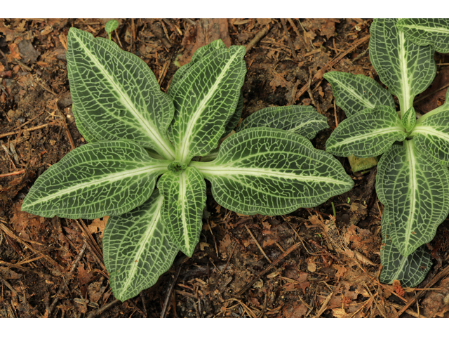 Goodyera pubescens (Downy rattlesnake plantain) #60042