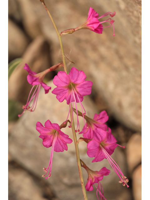 Cyphomeris gypsophiloides (Red cyphomeris) #60058