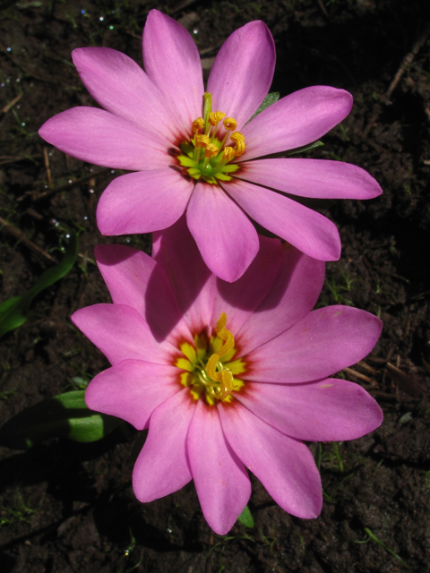 Sabatia dodecandra (Marsh rose gentian) #60347