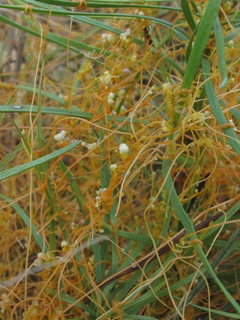 Cuscuta harperi (Harper's dodder) #60356