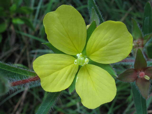 Ludwigia hirtella (Spindleroot) #60359