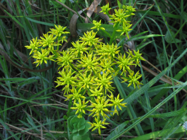 Polygala ramosa (Low pinebarren milkwort) #60361