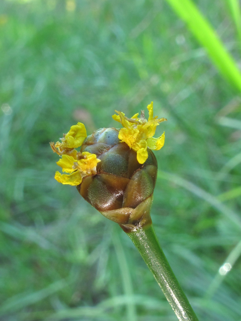 Xyris torta (Twisted yellow-eyed grass) #60371