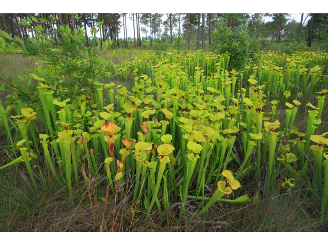 Sarracenia flava (Yellow pitcherplant) #60388