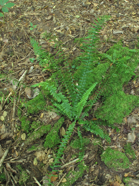 Asplenium platyneuron (Ebony spleenwort) #60391