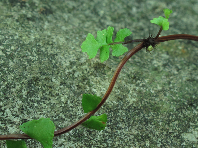 Asplenium monanthes (Single-sorus spleenwort) #60397