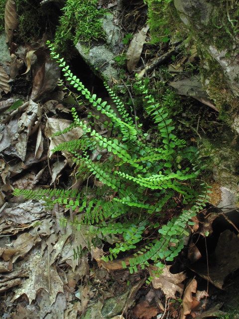 Asplenium monanthes (Single-sorus spleenwort) #60399