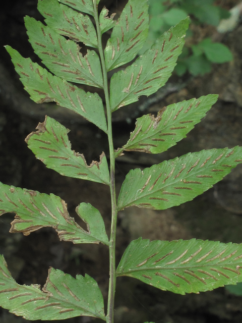 Asplenium abscissum (Cutleaf spleenwort) #60400