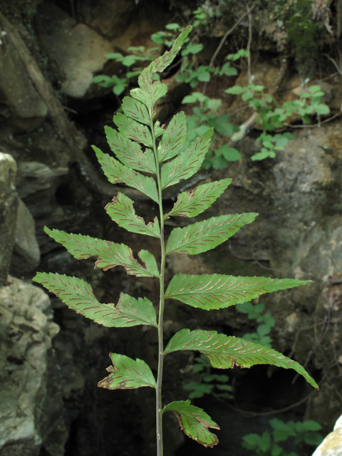 Asplenium abscissum (Cutleaf spleenwort) #60401