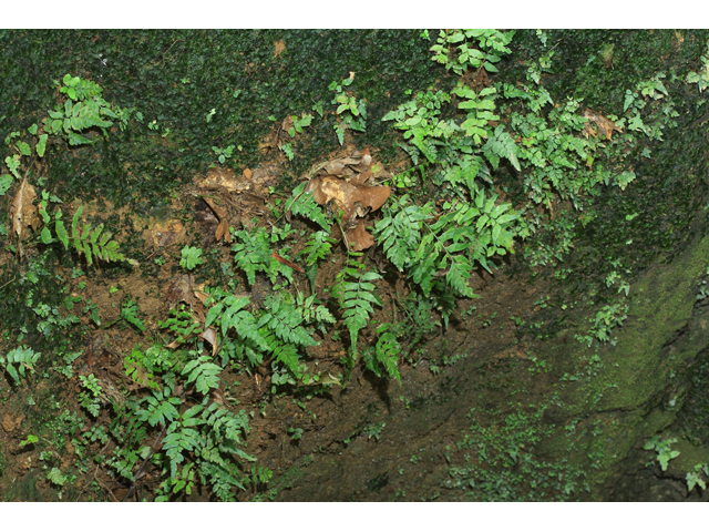 Asplenium abscissum (Cutleaf spleenwort) #60402