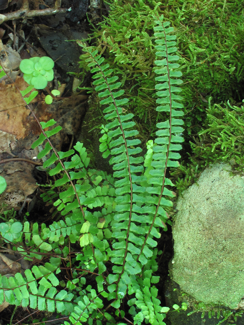 Asplenium monanthes (Single-sorus spleenwort) #60406