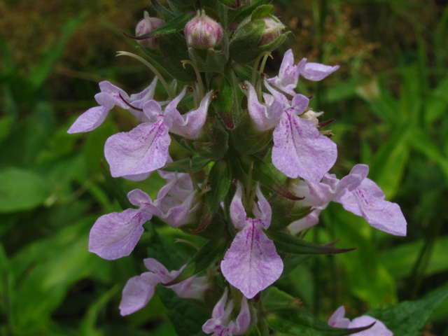 Teucrium canadense (American germander) #60408