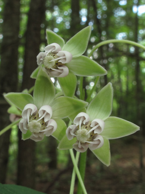 Asclepias exaltata (Poke milkweed) #60413