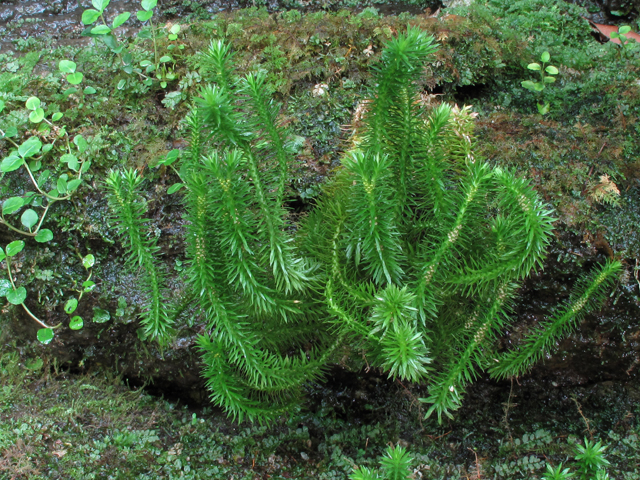 Huperzia porophila (Rock clubmoss) #60418