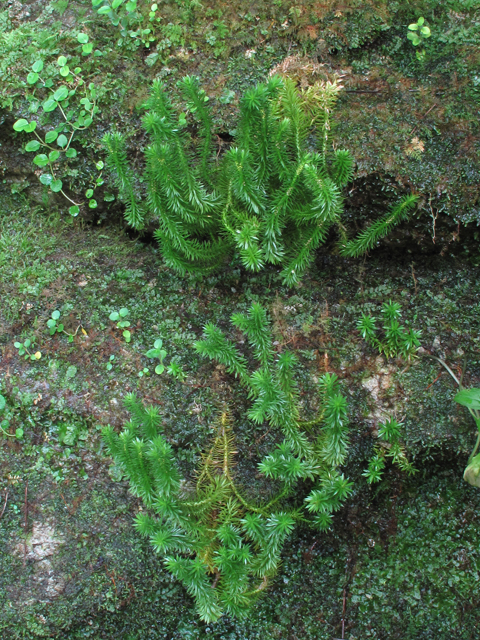 Huperzia porophila (Rock clubmoss) #60419