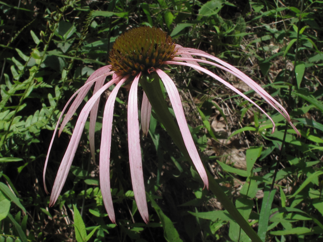 Echinacea laevigata (Smooth purple coneflower) #60423